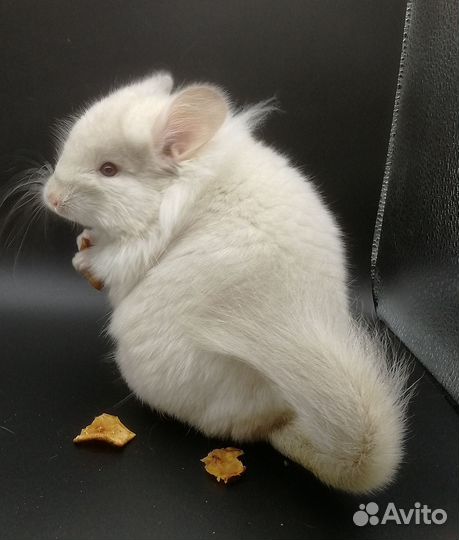 Шиншиллы разных окрасов и мутаций