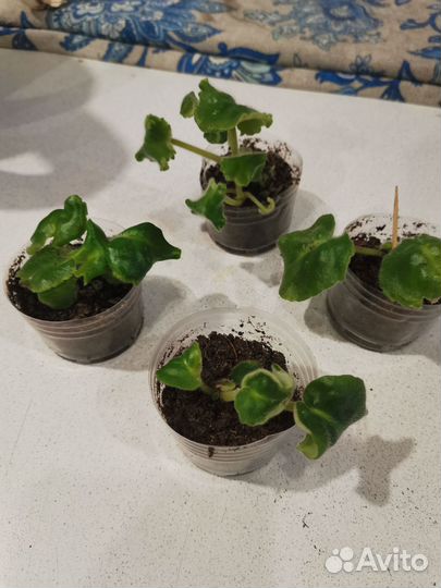 Фиалка сортовая 