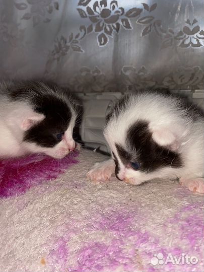 Котята в добрые руки бесплатно