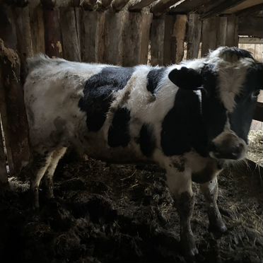 Быки живым весом продать