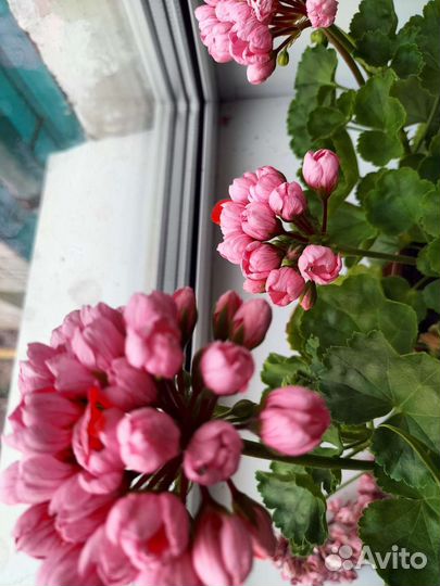 Герань пеларгония тюльпановидная