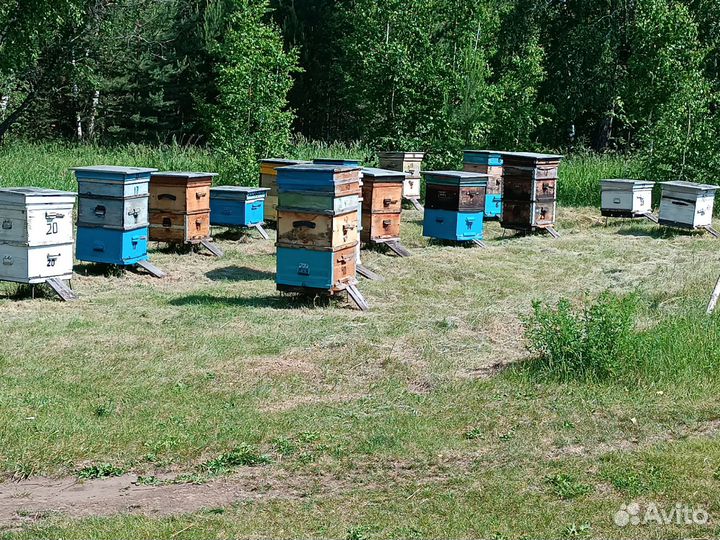 Продам пасеку