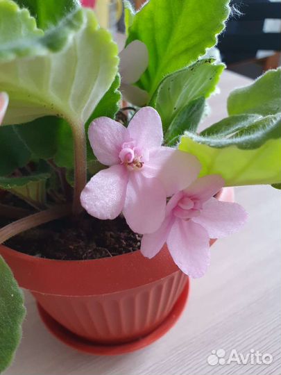 Фиалки в горшках