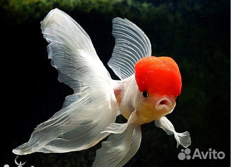 Вуалехвостые