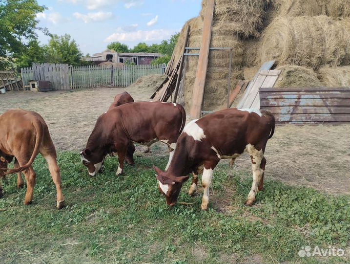 Продажа телят