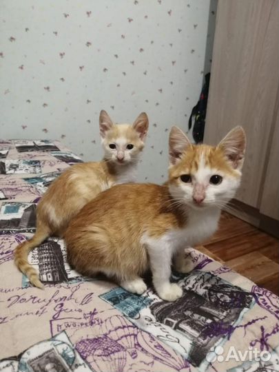 Котята ищут дом