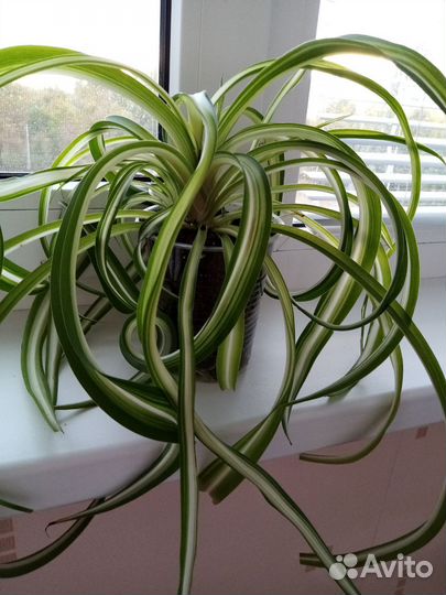 Хлорофитум