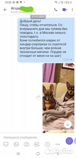 Передержка котов и кошек, пока вы в отпуске