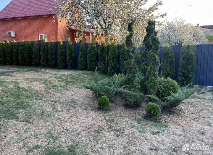 Туя с доставкой с полей