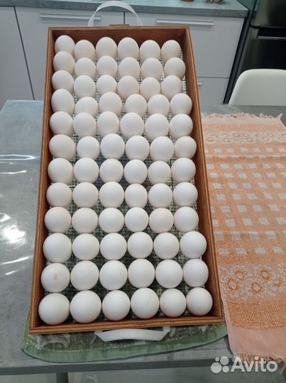 Инкубационное яйцо кур Леггорн