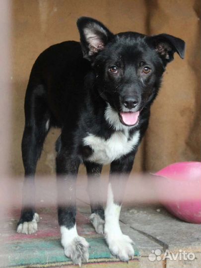 Цыганок ищет дом