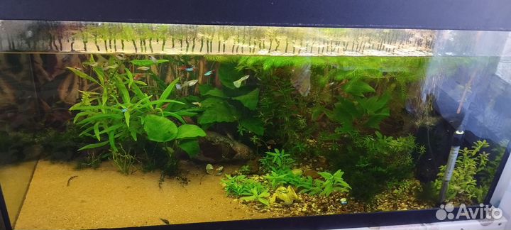 Аквариум