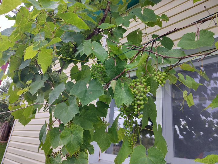 Дом 75 м² на участке 50 сот.