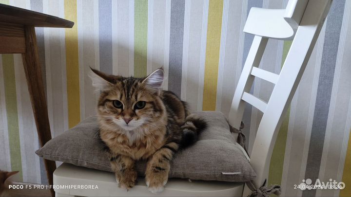 Сибирские котята