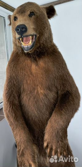 Чучело медвежонка имитация