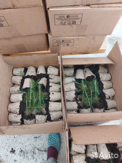 Саженцы сосны обыкновенной зкс в розницу