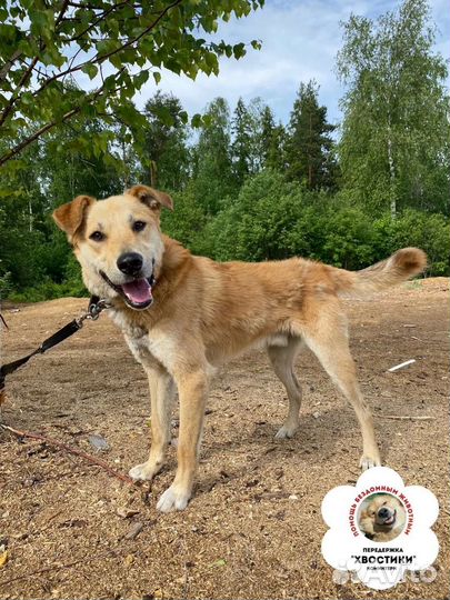 Собака в добрые руки