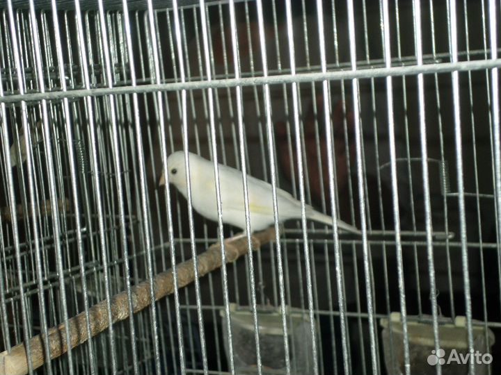 Канарейки Амадины