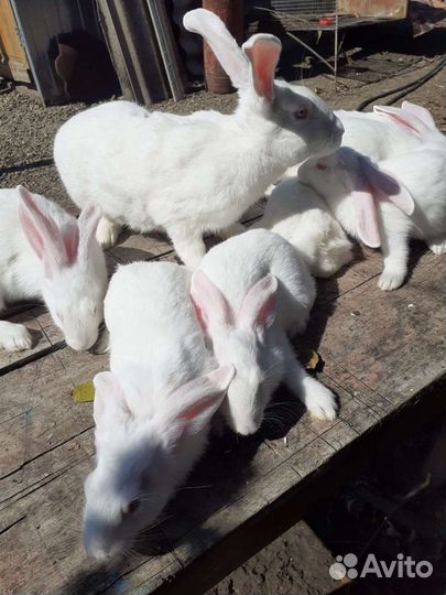 Белый великан советская порода