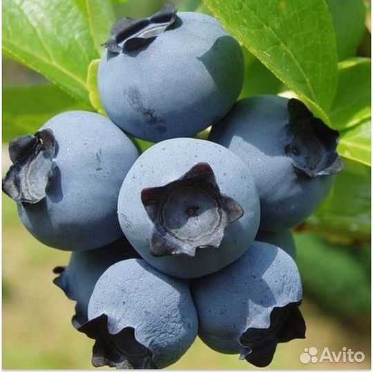 Голубика трехлетние саженцы