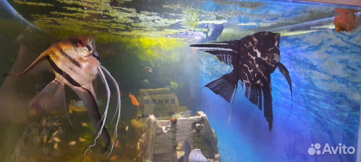 Живая рыба