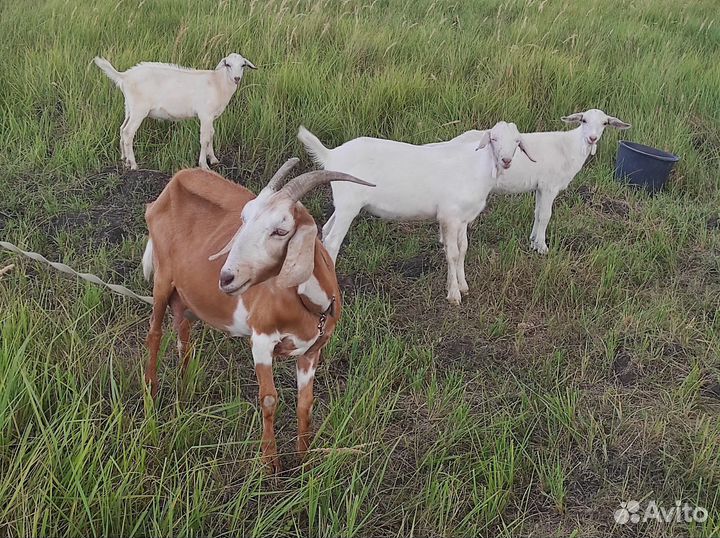 Козлик козочка козлята коза козёл мясо козлятина