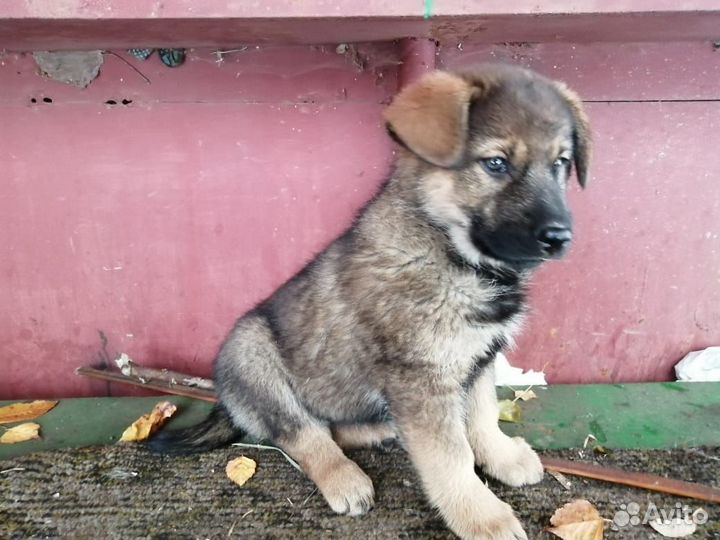 Щенки бесплатно