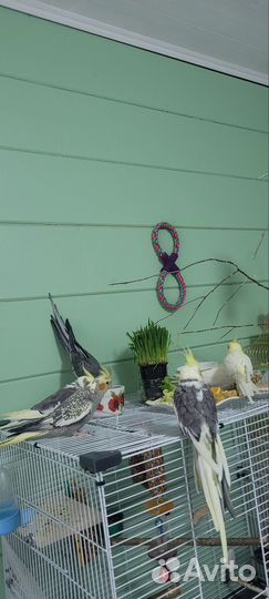 Попугай Корелла