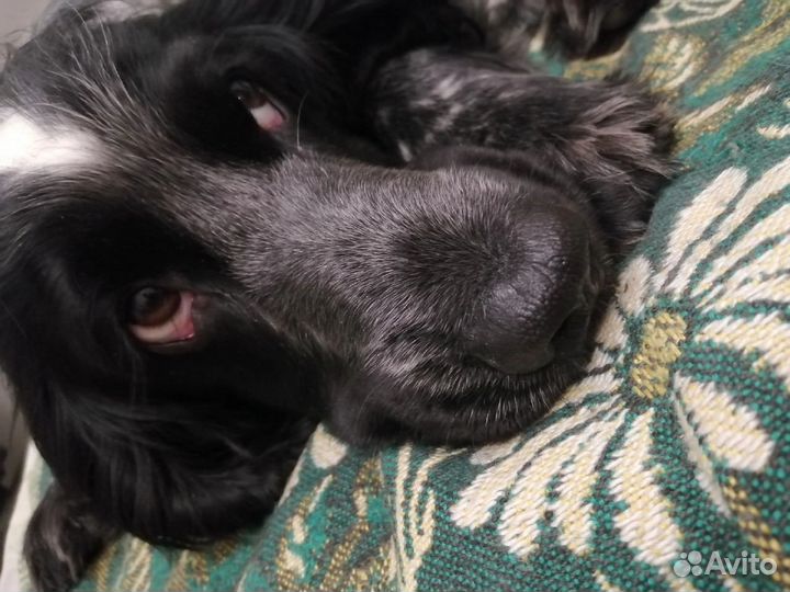 Русский спаниель вязка