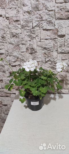 Пеларгония герань