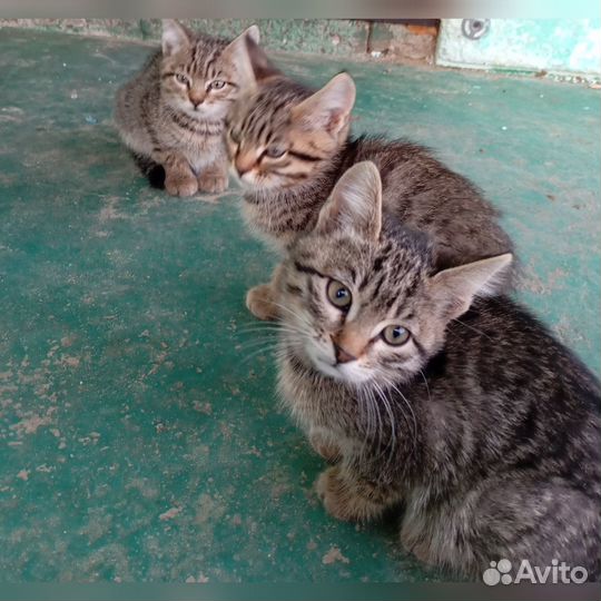 Котята в добрые руки бесплатно