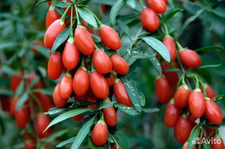 Дереза обыкновенная (Годжа)