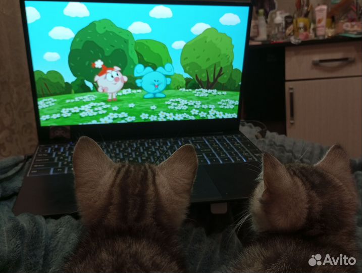 Котята, две сестрички