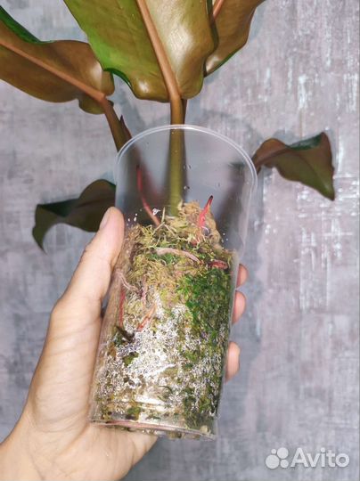 Филодендрон Карамель крем