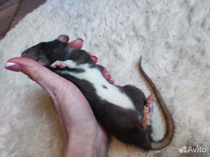 Крыса дамбо