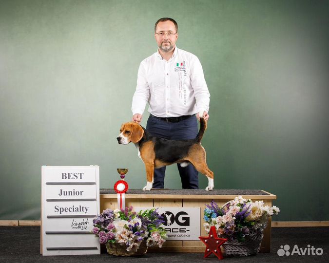 Бигль вязка