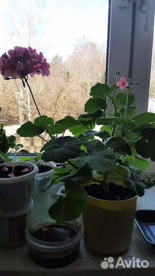 Хлорофитум