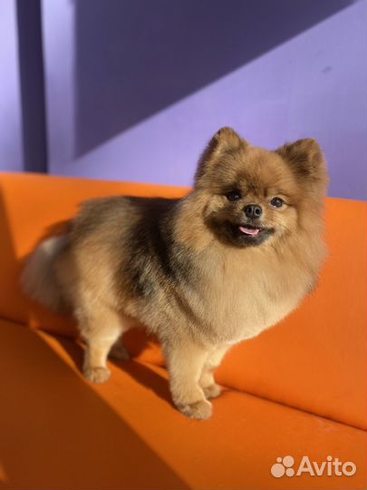 Груминг, стрижка собак и кошек,озонотерапия