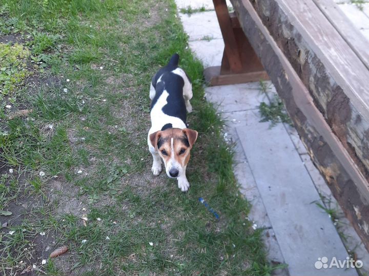 Вязка джек рассел терьер
