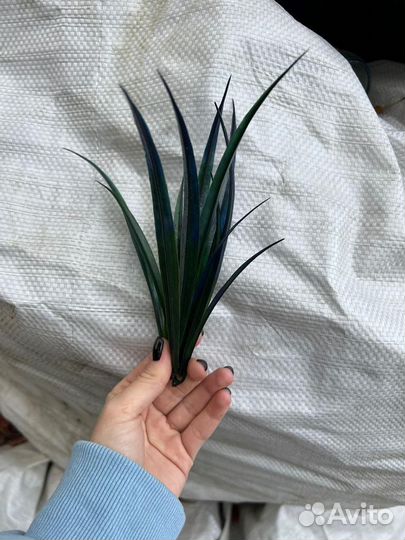 Осока трава искусственная