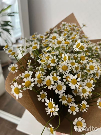 Букет цветы ромашки матрикария