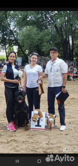 Щенки ротвейлера продажа