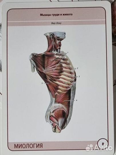 Карточки по анатомии миология