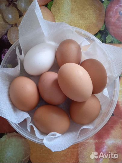 Домашние куриные яйца