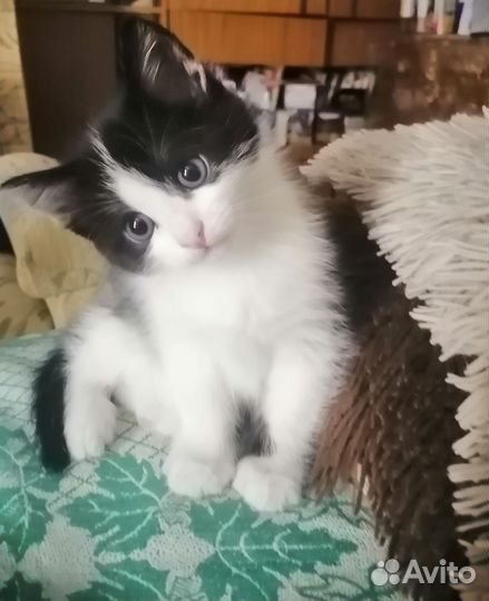 Кошки в добрые руки