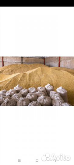 Зерно пшеница