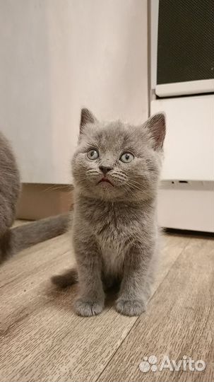 Британская