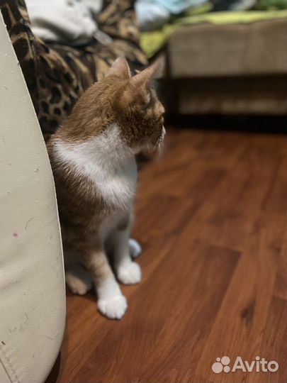 Кот в добрые руки)