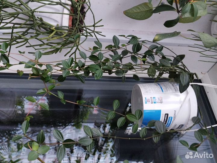 Пеперомия полосатые листики