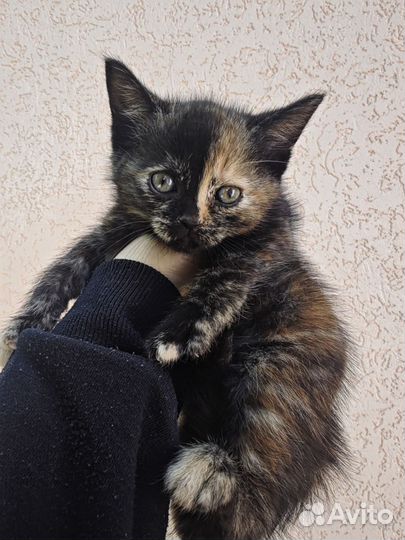 Котята в добрые руки бесплатно